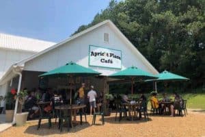 apricot cafe at quest expeditions