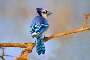 blue jay sitting on a branch