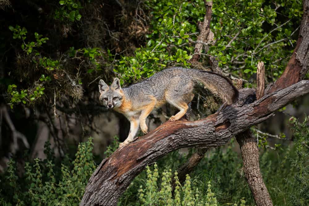 gray fox climbing up a tree